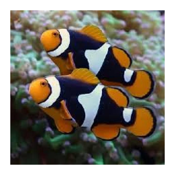 palhaco percula black pq