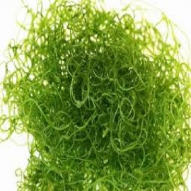 alga chaetomorfa porcao