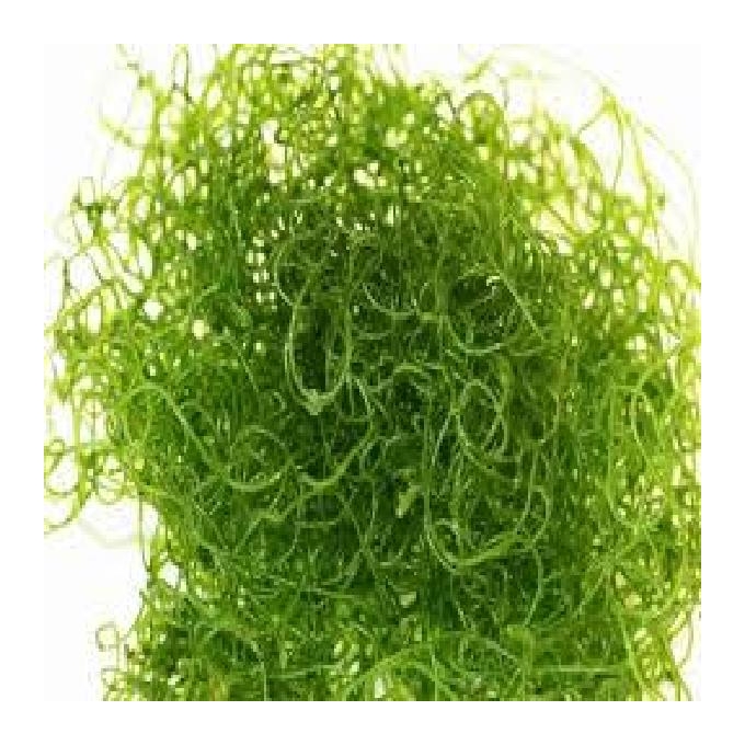 alga chaetomorfa porcao