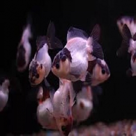 kinguio oranda panda md