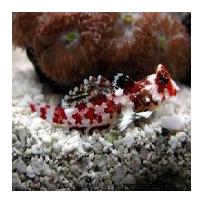 blenny scooter red maldives