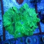 coral leather cabbage neon green met med