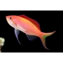 anthias dispar