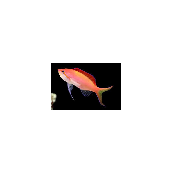 anthias dispar