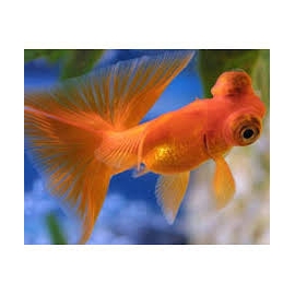 kinguio telescopio red gr