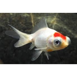 KINGUIO TELESCOPIO RED CAP PEQ
