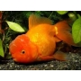 kinguio oranda red peq