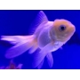 KINGUIO ORANDA WHITE MTZ