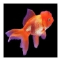 Kinguio Oranda Red gr