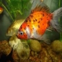 KINGUIO CALICO MED