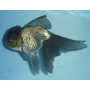 kinguio oranda negro gr