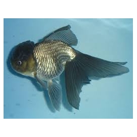 kinguio oranda negro gr