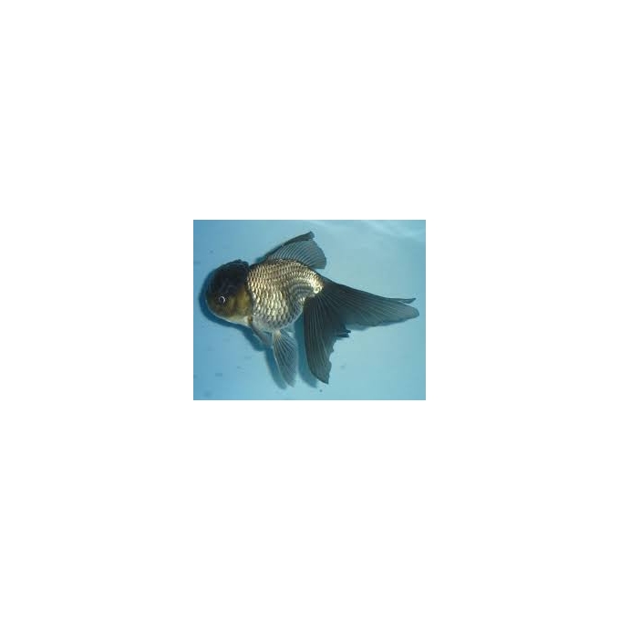 kinguio oranda negro gr