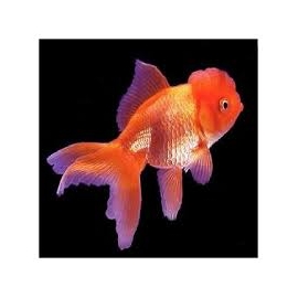 KINGUIO ORANDA RED MTZ