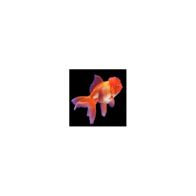 KINGUIO ORANDA RED MTZ