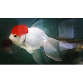 Kinguio Oranda Red Cap Mtz