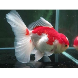 Kinguio Oranda Red White Mtz