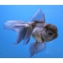 KINGUIO ORANDA BLUE SCALE MED