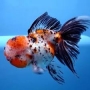 kinguio oranda calico md