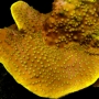 CORAL PAGODA CUP YELLOW GR