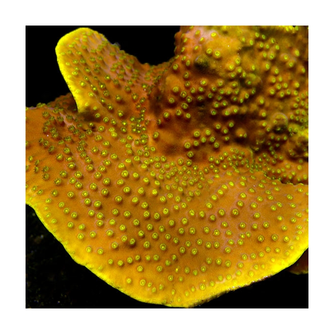 CORAL PAGODA CUP YELLOW GR