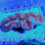 CORAL LOBOPHYLLIA AUSSIE MD