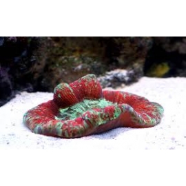 CORAL OPEN BRAIN RED MD