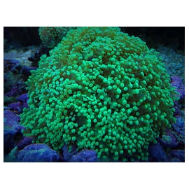 CORAL FROGS GREEN BOCA