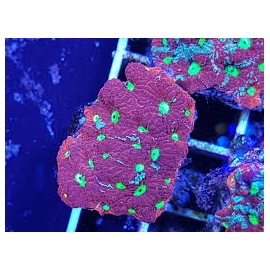 coral favia red christmas md