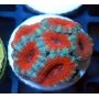 coral acan lord red pq