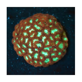 Coral Blastomussa MERLETTI Gr