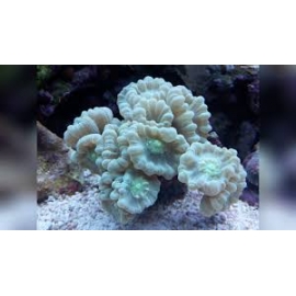 CORAL TRUMPET GREEN 02 bocas