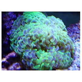 CORAL HAMMER GREEN MET 11 BOCAS