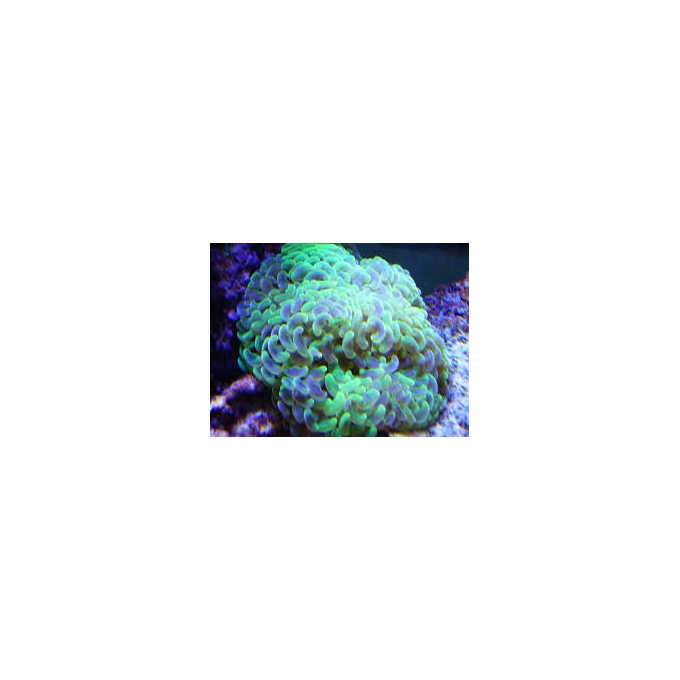 CORAL HAMMER GREEN MET 11 BOCAS