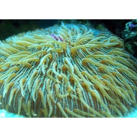 CORAL PLATE GREEN  PQ