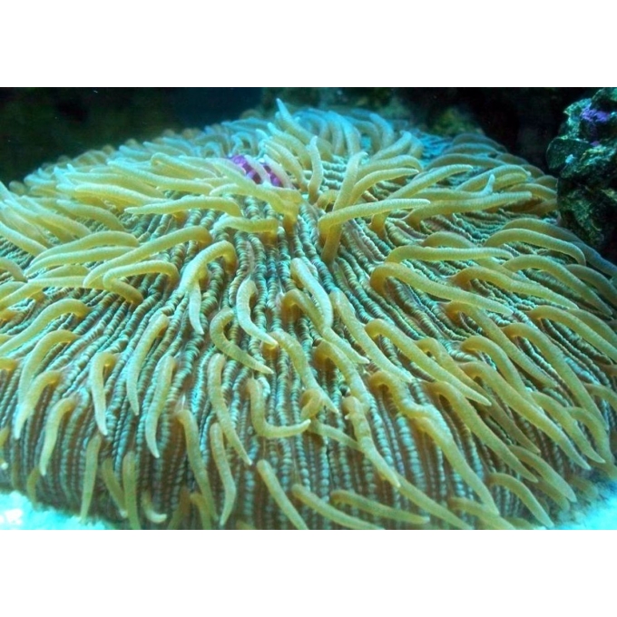 CORAL PLATE GREEN  PQ