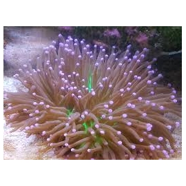 CORAL PLATE LONG XG