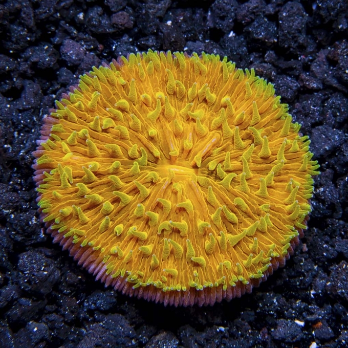 CORAL PLATE SHORT ORANGE