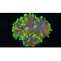 coral torch ultra green orange 5 bocas
