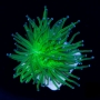 coral torch green long polyps pq