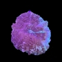 CORAL ACANTOPHYLLIA DESAHESYANA MD