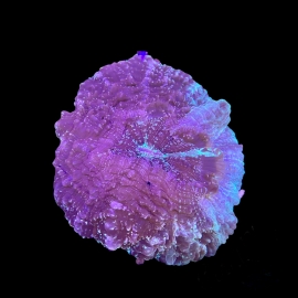 CORAL ACANTOPHYLLIA DESAHESYANA MD