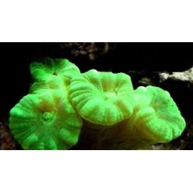 CORAL TRUMPET KRIPTONITA boca