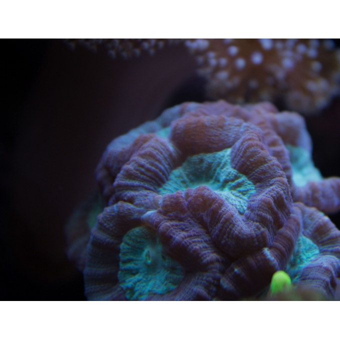 Coralꪔ̤̫ Corais da semana | Coral Cultura