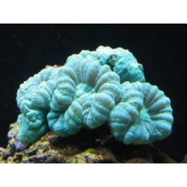 CORAL TRUMPET GREEN MD