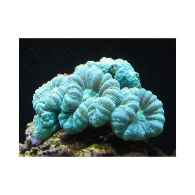 CORAL TRUMPET GREEN 03 bocas