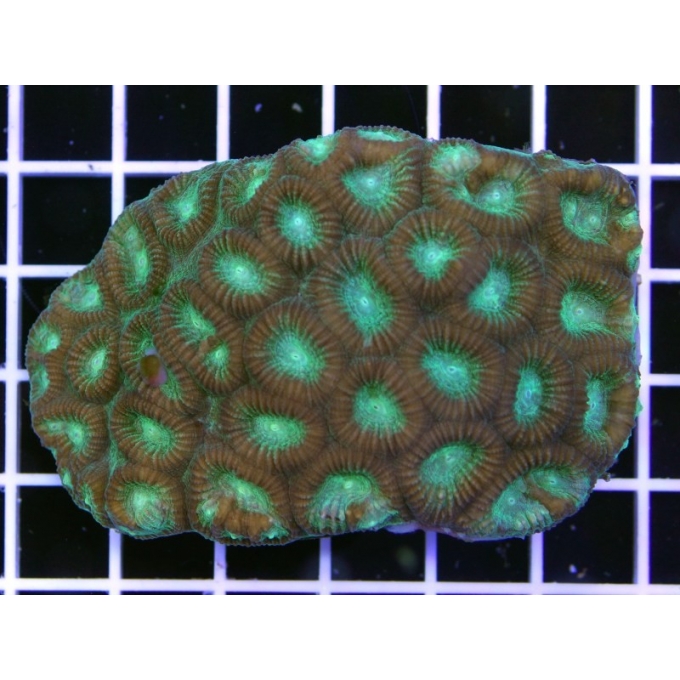 Coral Favia Green Peq