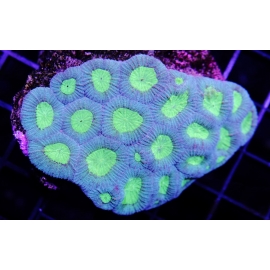 Coral Favia Green Md