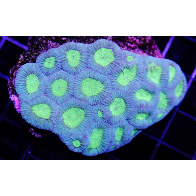 Coral Favia Green Md