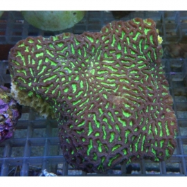 Coral Favites valenciennesi gr
